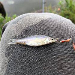 水元公園で、小物釣りしました！