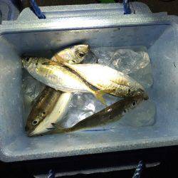 初めてのアジング