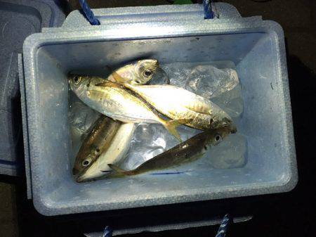 初めてのアジング