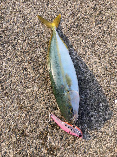 朝シーバス+オマケ