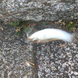 渋くなって来た横浜アジング！