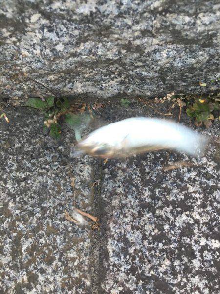 渋くなって来た横浜アジング！