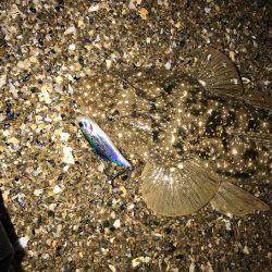 シーバスマゴチ