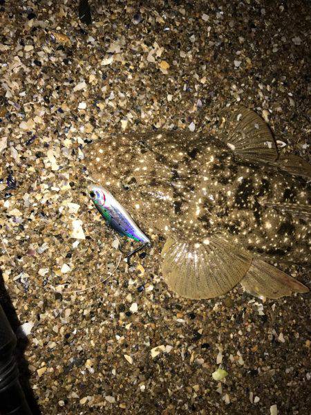 シーバスマゴチ