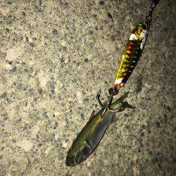 荒川シーバス、ハクパターン！