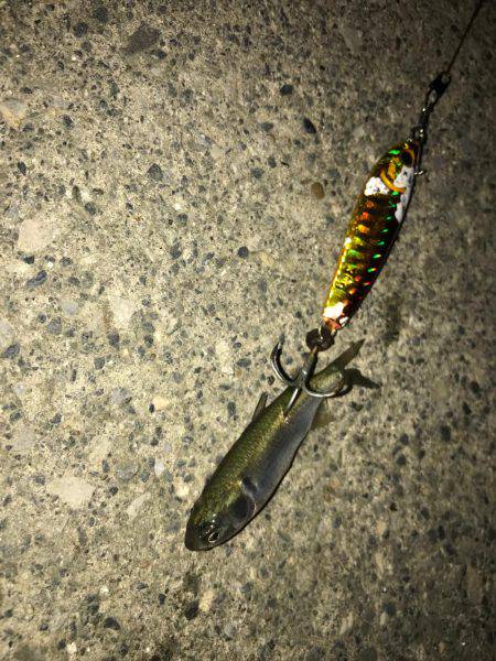 荒川シーバス、ハクパターン！