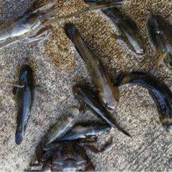 ハゼの季節になりましたね！