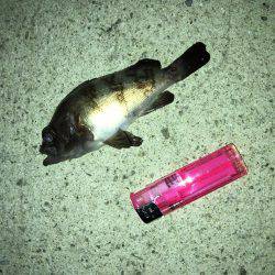 アジング不発、小メバルのみ