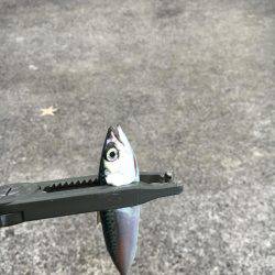 メバリングからショアジギ