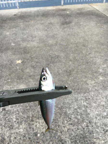 メバリングからショアジギ