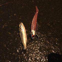 荒川シーバス、ハクパターン！リベンジ！