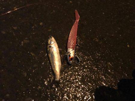 荒川シーバス、ハクパターン！リベンジ！