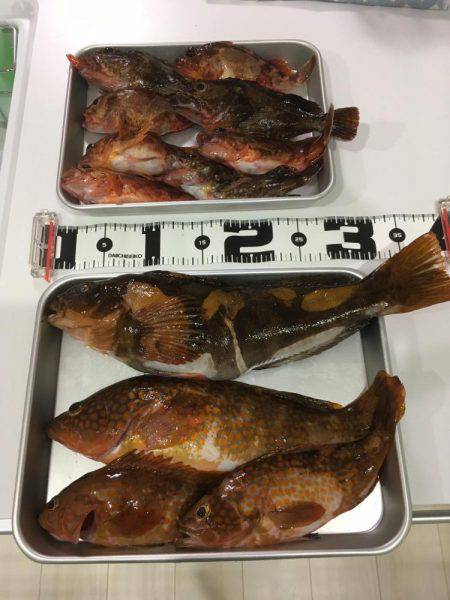 城崎近辺でカヤックフィッシング