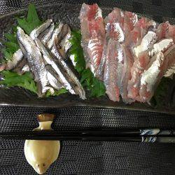 アジ、イワシ、マイクロスター！