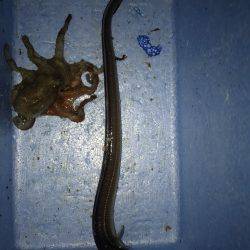 伝助⁉︎アナゴ