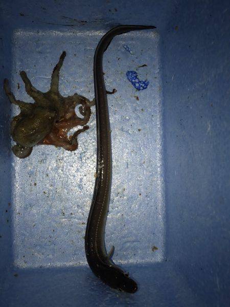 伝助⁉︎アナゴ