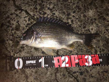 雨上がりのチニング