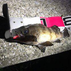 アジサバタナゴメバル！色々釣れた！