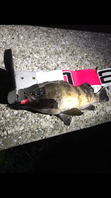 アジサバタナゴメバル！色々釣れた！