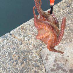 タコ安定の二桁オーバー!