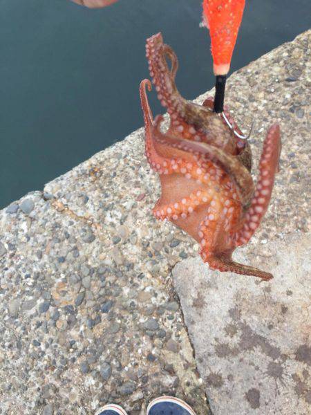 タコ安定の二桁オーバー!