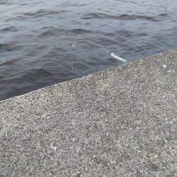 ツバースからの鯖