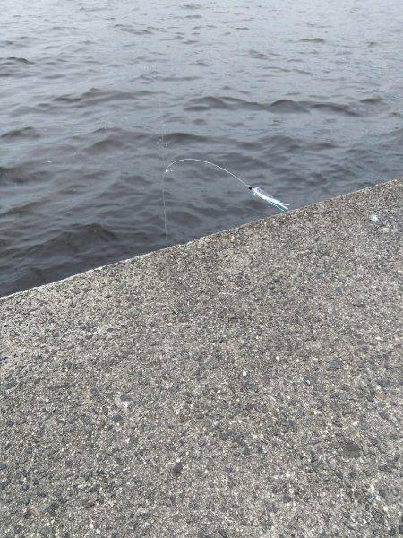 ツバースからの鯖