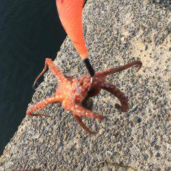 タコ安定の二桁オーバー！