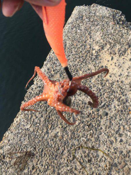 タコ安定の二桁オーバー！