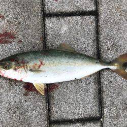 続ツバスゲーム