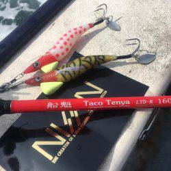 タコ餌木@かなすび釣果