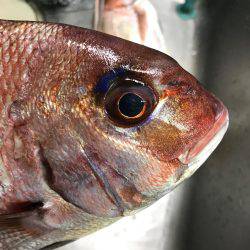 大原沖の一つテンヤ午後船