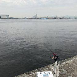 エビ撒き 御三家⁈