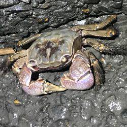 荒川でシーバス狙い