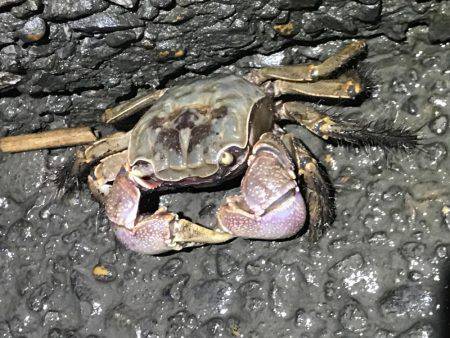 荒川でシーバス狙い