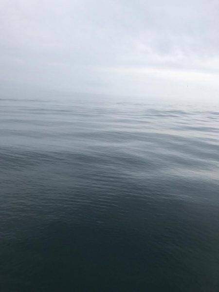 小さいアオリ胴長29とヒラメゲット