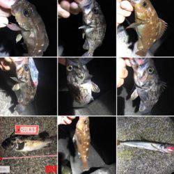 北海道ロックフィッシュはヤル気満々！