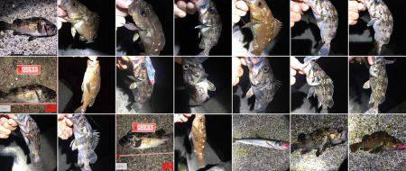 北海道ロックフィッシュはヤル気満々！