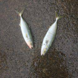 シーバスのはずが(T . T)