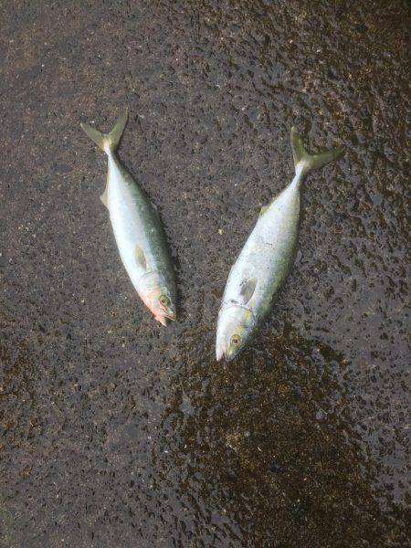 シーバスのはずが(T . T)