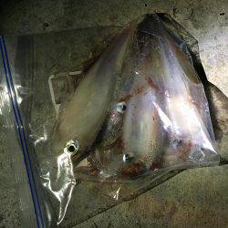 ケンサキイカ エギング