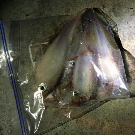 ケンサキイカ エギング