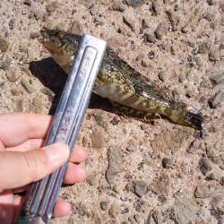 チョイ投げのキス釣り