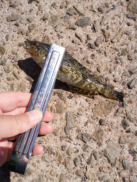 チョイ投げのキス釣り