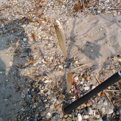 明石川河口サーフでチョイ投げのキス