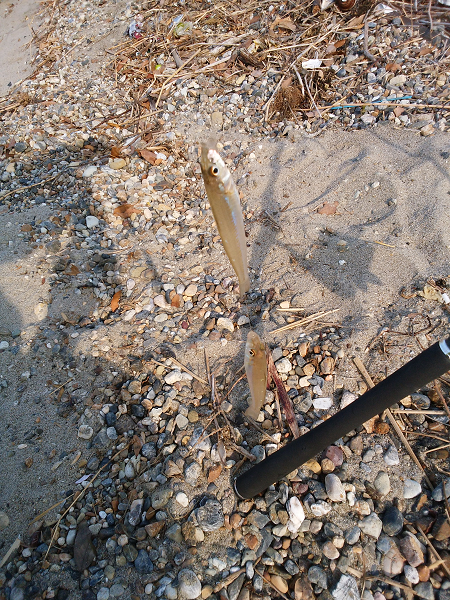 明石川河口サーフでチョイ投げのキス