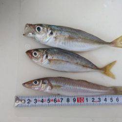 いてくれました。