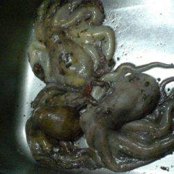 今日もタコ絶好調