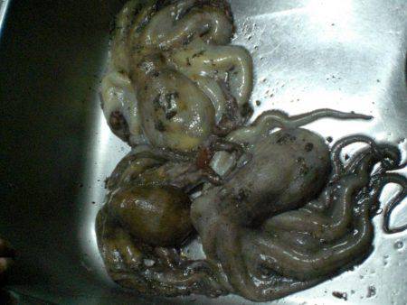 今日もタコ絶好調