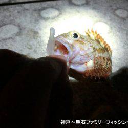 ジグヘッドがいくらあっても足りない